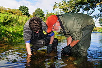 Fisheries assistant Stephanie Kershaw and volunteer John Dumont from the Eden Rivers Trust searching for White clawed crayfish (Austropotamobius pallipes) as part of a capture and release conservation program, Cumbria, England, UK, September 2012. Model released.