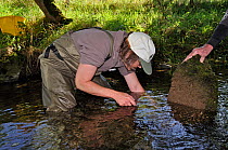 Conservation officer Joanne Backshall from the Eden Rivers Trust searching for White clawed crayfish (Austropotamobius pallipes) as part of a capture and release conservation program, Cumbria, England...