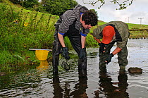 Volunteers David Greaves and John Stock searching for White clawed crayfish (Austropotamobius pallipes) as part of a capture and release conservation program, Cumbria, England, UK, September 2012. Mod...