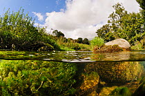 Split-level view of the River Leith, showing Water-crowfoot (Ranunculus fluitans subsp. penicillatus) growing underwater, Cumbria, England, UK, September.