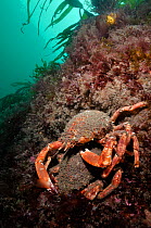 Spiny spider crab (Maja brachydactyla / squinado) pair on rock covered with red algae, Lundy Island Marine Conservation Zone, Devon, England, UK, May.