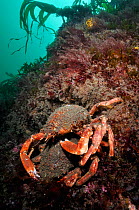 Spiny spider crab (Maja brachydactyla / squinado) pair on rock covered with red algae, Lundy Island Marine Conservation Zone, Devon, England, UK, May.