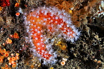 Red sea fingers (Alcyonium glomeratum), Lundy Island Marine Conservation Zone, Devon, England, UK, May.