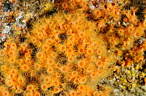 Yellow encrusting anemones (Parazoanthus axinellae), Lundy Island Marine Conservation Zone, Devon, England, UK, May.