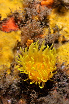 Sunset cup coral / Yellow cave coral (Leptopsammia pruvoti), on sponge covered rock face, Lundy Island Marine Conservation Zone, Devon, England, UK, May