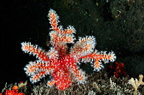 Red sea fingers (Alcyonium glomeratum), Lundy Island Marine Conservation Zone, Devon, England, UK, May.
