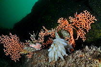 Pink sea fan / Warty coral (Eunicella verrucosa) with attached eggs of a Common squid (Loligo vulgaris), eggcase of a Lesser-spotted dogfish (Scyliorhinus canicula), and Spiny starfish (Marthasterias...