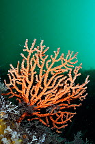 Pink sea fan / Warty coral (Eunicella verrucosa), Lundy Island Marine Conservation Zone, Devon, England, UK, May.
