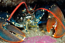 Common Lobster (Homarus gammarus), in a rock crevice, Lundy Island Marine Conservation Zone, Devon, England, UK, May.