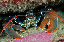 Common Lobster (Homarus gammarus), in a rock crevice, Lundy Island Marine Conservation Zone, Devon, England, UK, May.