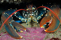 Common Lobster (Homarus gammarus), in a rock crevice, Lundy Island Marine Conservation Zone, Devon, England, UK, May. Did you know? Lobster pincers are different sizes for different uses, one is for c...