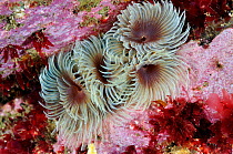 Tube worms (Bispira volutacornis) living between rocks covered in Crustose coralline (Corallinaceae) and red algae (Rhodophyceae), Lundy Island Marine Conservation Zone, Devon, England, UK, May.