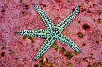 Spiny starfish (Marthasterias glacialis), on rock covered in Crustose coralline algae (Corallinaceae), Lundy Island Marine Conservation Zone, Devon, England, UK, May.