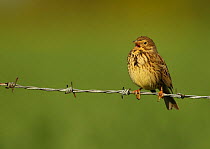 Corn bunting (Emberiza calandra) perched on barbed wire singing, Essex, England, UK, May.
