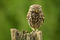Little owl (Athene noctua) perched on a post, Essex, England, UK, June. Did you know? The Latin name of the Little owl, Athene noctua, comes from the Greek goddess of wisdom Athena, whose symbol was a...