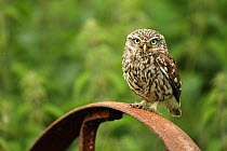 Little owl (Athene noctua) perched on a rusting iron wheel, Essex, England, UK, June.