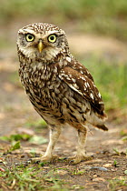 Little owl (Athene noctua) on the ground, Essex, England, UK, June.