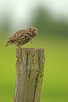 Little owl (Athene noctua) perched on a post and eating Earthworm (Lumbricus) prey, Essex, England, UK, June.