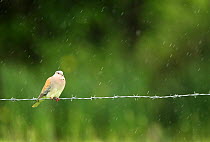 Turtle dove (Streptopelia turtur) perched on a barbed wire fence in a rain shower, Essex, England, UK, June.