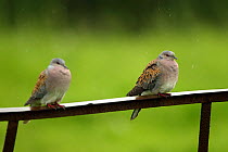 Two Turtle doves (Streptopelia turtur) perched on a rusting iron rail in a rain shower, Essex, England, UK, June.