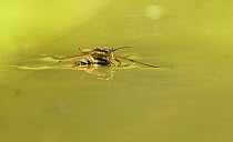 Pond skater (Gerris lacustris) with prey on a pond, Hertfordshire, England, UK, June.