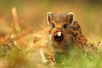 Wild boar piglet (Sus scrofa) with leaf stuck on its nose, Forest of Dean, Gloucestershire, England, UK, April.