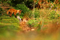 Two Red fox (Vulpes vulpes) cubs playfighting, Hertfordshire, England, UK, May.