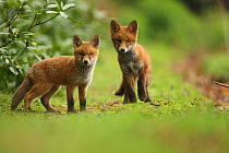 Red fox (Vulpes vulpes) cubs, Hertfordshire, England, UK, May. Did you know? There are 45 different subspecies of Red fox, and as well as many colour variations.