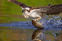 RF- Osprey (Pandion haliaetus) emerging from water with fish prey. Cairngorms National Park, Scotland, UK, July. (This image may be licensed either as rights managed or royalty free.)
