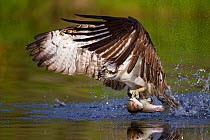 Osprey (Pandion haliaetus) taking off from the surface fo a lake with fish prey, Cairngorms National Park, Scotland, UK, July. Did you know? Ospreys became extinct in the UK in the early 20th Century;...