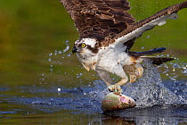 Osprey (Pandion haliaetus) taking off from the surface fo a lake with fish prey, Cairngorms National Park, Scotland, UK, July.