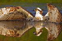 Osprey (Pandion haliaetus) at surface of a loch after diving for a fish, Cairngorms National Park, Scotland, UK, July. Did you know? Ospreys have reversible toes, which allow them to carry fish prey.