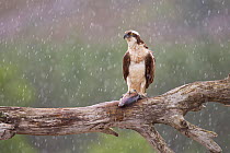 Osprey (Pandion haliaetus) with fish prey on feeding perch in the rain, Cairngorms National Park, Scotland, UK, July.