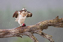 Osprey (Pandion haliaetus) on feeding perch with fish prey, shaking water from feathers, Cairngorms National Park, Scotland, UK, July.