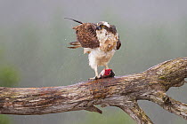 Osprey (Pandion haliaetus) on feeding perch with fish prey in the rain, Cairngorms National Park, Scotland, UK, July.