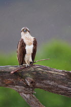 Osprey (Pandion haliaetus) perched on branch, holding stick in its foot, Cairngorms National Park, Scotland, UK, July.