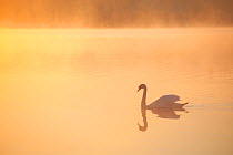 Mute swan (Cygnus olor) on River Spey at dawn, Cairngorms National Park, Scotland, UK, May.