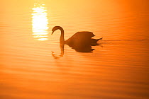 RF- Mute swan (Cygnus olor) on River Spey at dawn. Cairngorms National Park, Scotland, UK, May. (This image may be licensed either as rights managed or royalty free.)