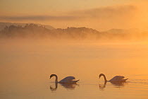RF- Two Mute swans (Cygnus olor) on River Spey at dawn, Cairngorms National Park, Scotland, UK, May. (This image may be licensed either as rights managed or royalty free.)