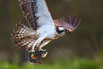 Osprey (pandion haliaetus) with fish prey, Cairngorms National Park, Scotland, UK, May. Did you know?  Ospreys are found on every continent except Antarctica.