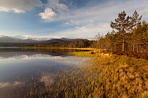 View along the shore of Loch Morlich, Cairngorms National Park, Scotland, UK, May.