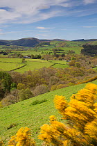 View of upland agricultural landscape in the Cambrian Mountains, part of the Pumlumon Living Landscape project, with flowering Gorse (Ulex europaeus) in foreground, Ceredigion, Wales, May 2012.