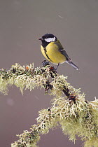Great tit (Parus major) perched on lichen covered branch, with falling snow, Scotland, UK, December.