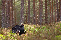 Male Capercaillie (Tetrao urogallus) displaying in pine forest in rain, Cairngorms National Park, Scotland, UK, March.