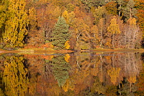 RF- Trees reflecting in Loch Vaa, Cairngorms National Park, Scotland, UK, October 2012. (This image may be licensed either as rights managed or royalty free.)