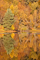 Trees reflecting in Loch Vaa, Cairngorms National Park, Scotland, UK, October 2012.