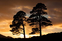 Two Scots pine trees (Pinus sylvestris) silhouetted at sunset, Glen Affric, Scotland, UK, October 2012.