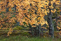 Rowan tree (Sorbus aucuparia) in autumn, Glenfeshie, Cairngorms National Park, Scotland, UK, October.