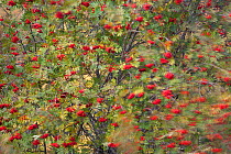 Rowan tree (Corbus aucuparia) moving in wind, with berries, Glenfeshie, Cairngorms National Park, Scotland, UK, October.