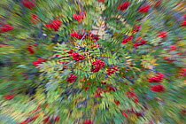 Rowan (Corbus aucuparia) and Ash trees (Fraxinus excelsior) in fruit, blurred by zoom effect, Glenfeshie, Cairngorms National Park, Scotland, UK, October.